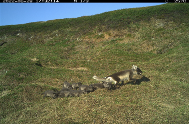 Record year for the arctic fox in Varanger